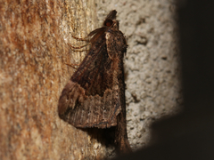 Hypena