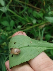 Bulimulus bonariensis