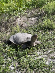 Apalone ferox