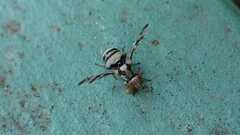 Myennis octopunctata