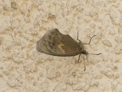 Coenonympha pamphilus