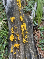 Dacrymyces spathularia