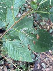 Lyonetia clerkella