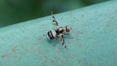 Myennis octopunctata