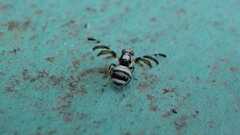 Myennis octopunctata