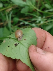 Bulimulus bonariensis
