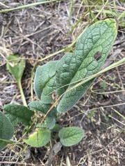 Symphytum officinale