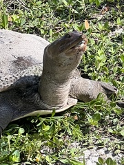 Apalone ferox