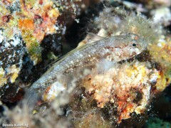 Vanneaugobius canariensis