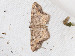 Hypagyrtis