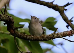 Setophaga pensylvanica