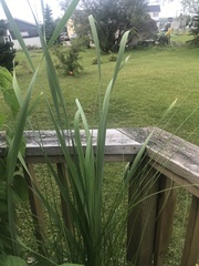 Typha latifolia