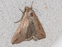 Mythimna unipuncta