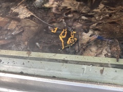 Dendrobates leucomelas