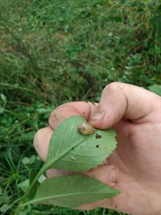Bulimulus bonariensis