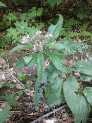 Eutrochium maculatum