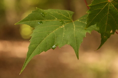 Vitis palmata