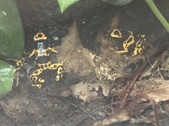 Dendrobates leucomelas