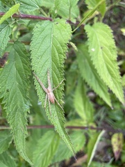 Pisaurina mira