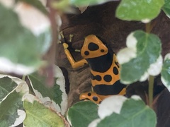 Dendrobates leucomelas