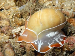 Naticarius orientalis