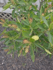 Clethra alnifolia