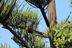 Streptopelia decaocto