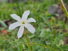 Leucocoryne ixioides