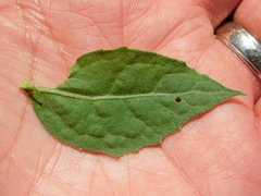 Pluchea odorata