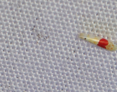 Eratoneura osborni