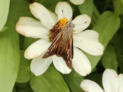 Atalopedes campestris