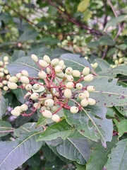 Viburnum cassinoides image