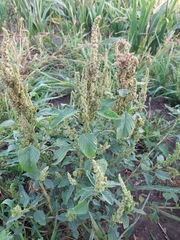 Amaranthus hybridus