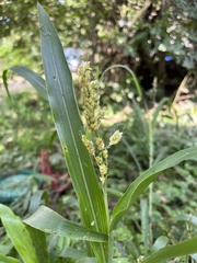 Sorghum