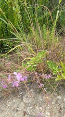 Desmodium ciliare