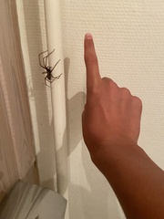 Eratigena atrica