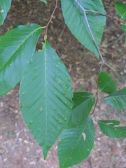 Acalitus ferrugineum