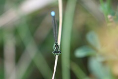 Ischnura