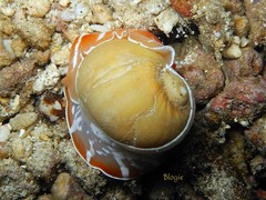 Naticarius orientalis