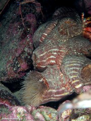 Calliactis parasitica