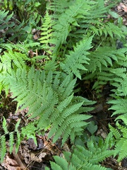 Amauropelta noveboracensis