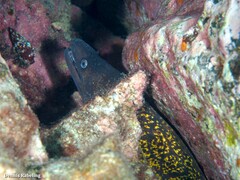 Muraena helena