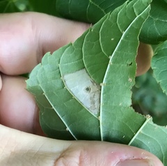 Phyllonorycter lucetiella