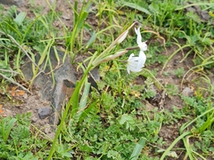 Leucocoryne ixioides