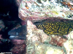 Muraena helena