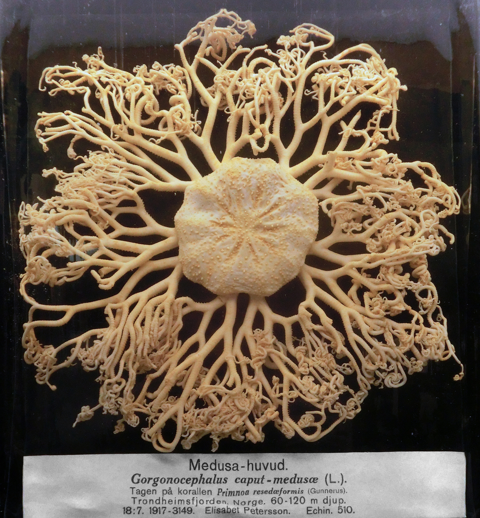 Gorgonocephalus caputmedusae
