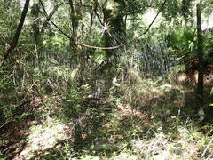 Trichonephila clavipes