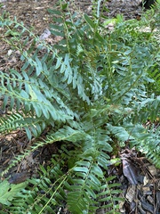 Polystichum acrostichoides