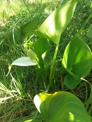 Calla palustris