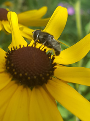 Eristalis dimidiata